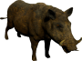 mob_level_9_dirty-boar.png