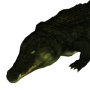 crocodile.png