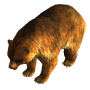 bear.png