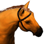 horse_orange.png